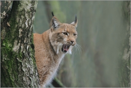 <p>RYS OSTROVID (Lynx lynx) </p>